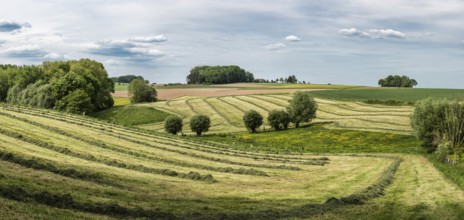 Mowed grass on green hills at the Flemish countryside panorama, Gooik, Belgium, Europe