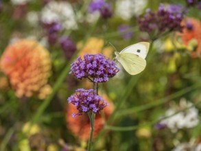 White butterfly on a purple flower against a colourful background in a summer garden, Bad