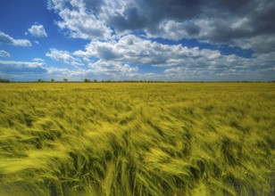 Grain field, barley field, field with barley, blue sky with cumulus clouds, Braunschweig, Lower