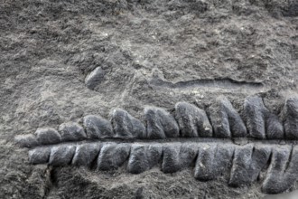 A fossil plant of Carboniferous age from Spain