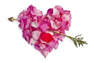The heart of the pink petals of Pelargonium, rubbed through by an arrow from a red flower with