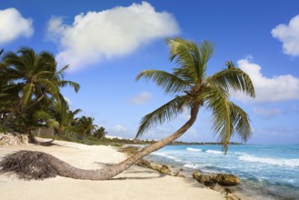 Akumal coconut palm tree beach in Riviera Maya of Mayan Mexico