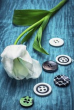White tulip and buttons for clothing on light blue wooden background