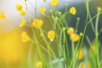 Flower meadow, buttercup (Ranunculus acris), St. Peter Freienstein, Styria, Austria, Europe