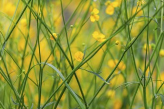Flower meadow, buttercup (Ranunculus acris), St. Peter Freienstein, Styria, Austria, Europe