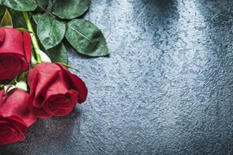 Natural red roses on black background holidays concept