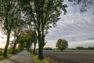 Avenue in Masuria