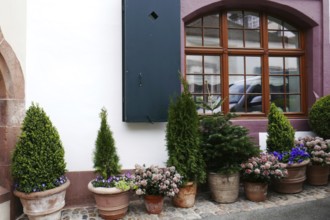 Potted flowers under a window, Basel