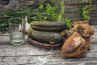 Pickled cucumbers with dill and vodka shot glass on wooden background in country style.Photo tinted