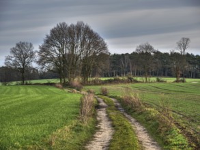 A country lane winds through a green landscape with trees, Reken, münsterland, germany