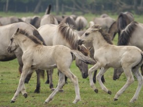 Two foals playing in a green pasture, surrounded by other grazing horses, merfeld, münsterland,