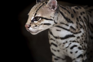 Ocelot (Leopardus pardalis), captive animal, zoo, Pittsburgh Zoo & Aquarium