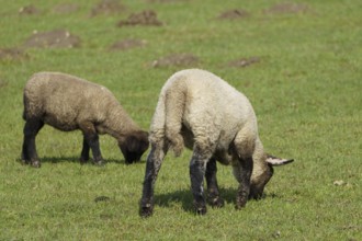 Two lambs grazing peacefully on a green pasture, borken, münsterland, germany