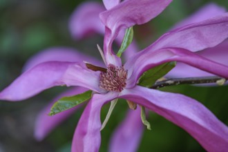 Pink magnolia blossom with fine texture and green background, Borken, Münsterland, Germany, Europe