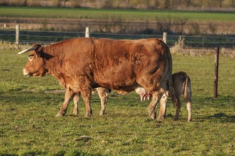 Cow nursing her calf on green pasture in the warm afternoon sun, ramsdorf, münsterland, germany