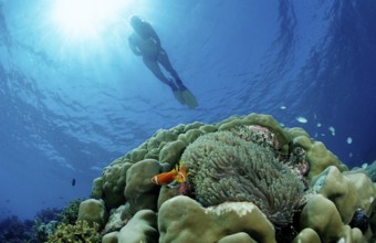 Snorkelling over coral reef with anemone fish, Amphiprion nigripes, Maldives, Indian Ocean, Meemu