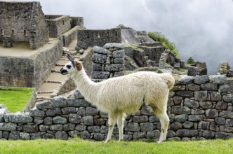 Llama in Machu Picchu