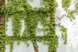 Ornamental Virginia Creeper on a half-timbered house. Alsace, France, Europe