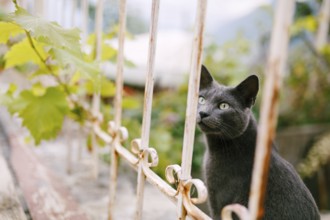 A gray ash cat sits near a metal fence with a grape branch on a blurred background.