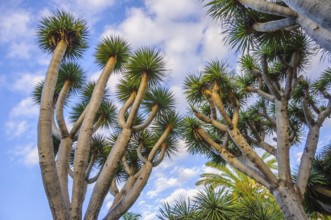 Dragon trees, Dracaena in the mountains of the Canary Islands, Spain, Europe