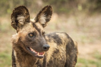 Close up of an African wild dog in the Kruger National Park, South Africa, Africa