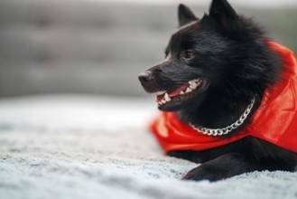Schipperke super hero dog wearing chain