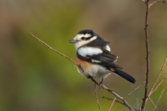 Masked shrike, (Lanius nubicus), Animals, Birds, Shrike family, Perching station, Dolucak, Adyaman,