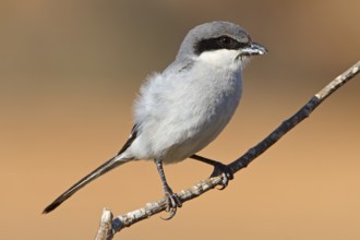 Mediterranean Grey Shrike, Mediterranean Grey Shrike, Great Grey Shrike, (Lanius excubitor