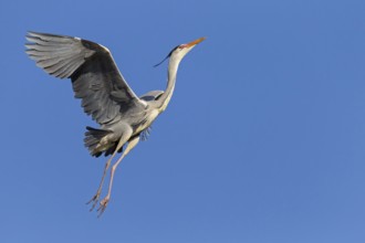 Grey heron, heron, animals, birds, flight photo, nesting material, nest, nest building, (Ardea