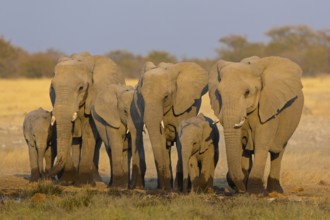 African elephant, (Loxodonta africana), animals, mammals, Africa, mud bath, young animal,