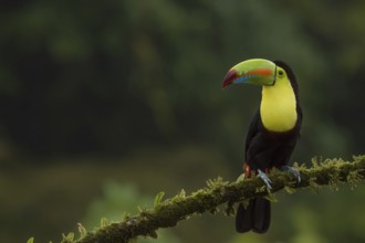 Keel billed toucan, costarica