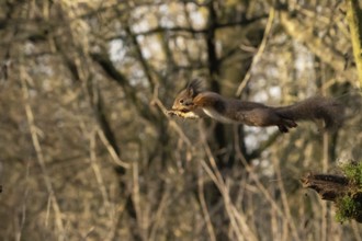Sciurus vulgaris, italy