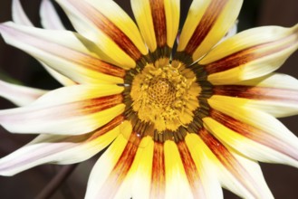 Red and yellow flower stamens. Close up macro