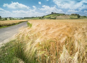 Getreide und Landwirtschaft in der Toskana
