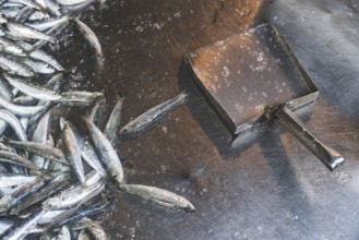 Fish on ice in the market. Greece, Athens, Piraeus