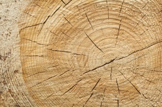 Background of split wood. Close up wood texture