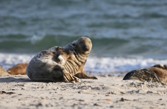 Grey seal (Halichoerus grypus), Heligoland, Schleswig-Holstein, Germany, Europe