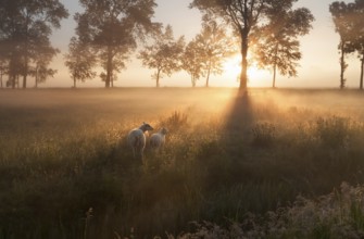 Sheep on pasture at misty sunrise, Holland