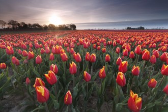 Sunrise over red tulip field, Flevoland, Netherlands