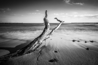 Driftwood on the coast of the Baltic Sea near Kühlungsborn