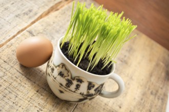 Green wheat in cup. Fresh wheat plant composition with egg