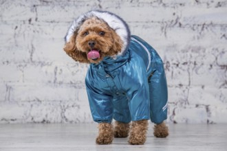 Small funny dog of brown colour with curly hair of toy poodle breed posing in clothes for dogs.