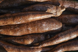 Yuca / Macaxeira (Manihot esculenta) roots displayed at food market in London, sun shines on,