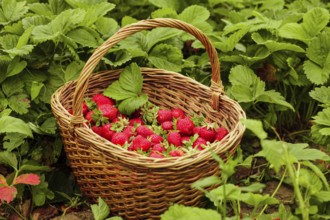 Strawberries in a basket in the garden outdoors