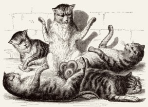 Fünf Katzen sind an den Schwänzen verbunden, Illustration, 19. Jahrhundert