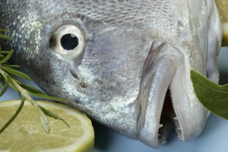 Denton, Mediterranean sparus fish, family of gilthead and snapper