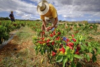 Plantacion de pimientos Tap de Corti, Sencelles, Mallorca, balearic islands, spain