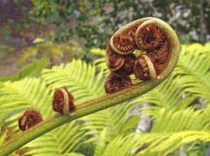 An unfurling fern leaf in close up with complex spiral unfolding pattern with bright green