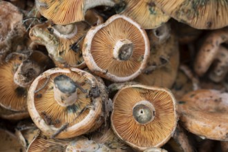 Edible mushroom of variety Esclata-Sang, Lactarius sanguifluus, Mallorca, Balearic Islands, Spain,
