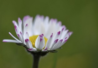 Daisy (Bellis perennis)